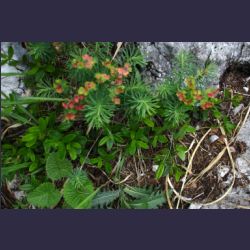 2007-05_10Saletsteig_Sagereck-Steig (079).JPG
